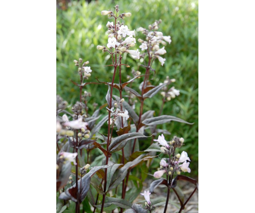 Husker Red Penstemon